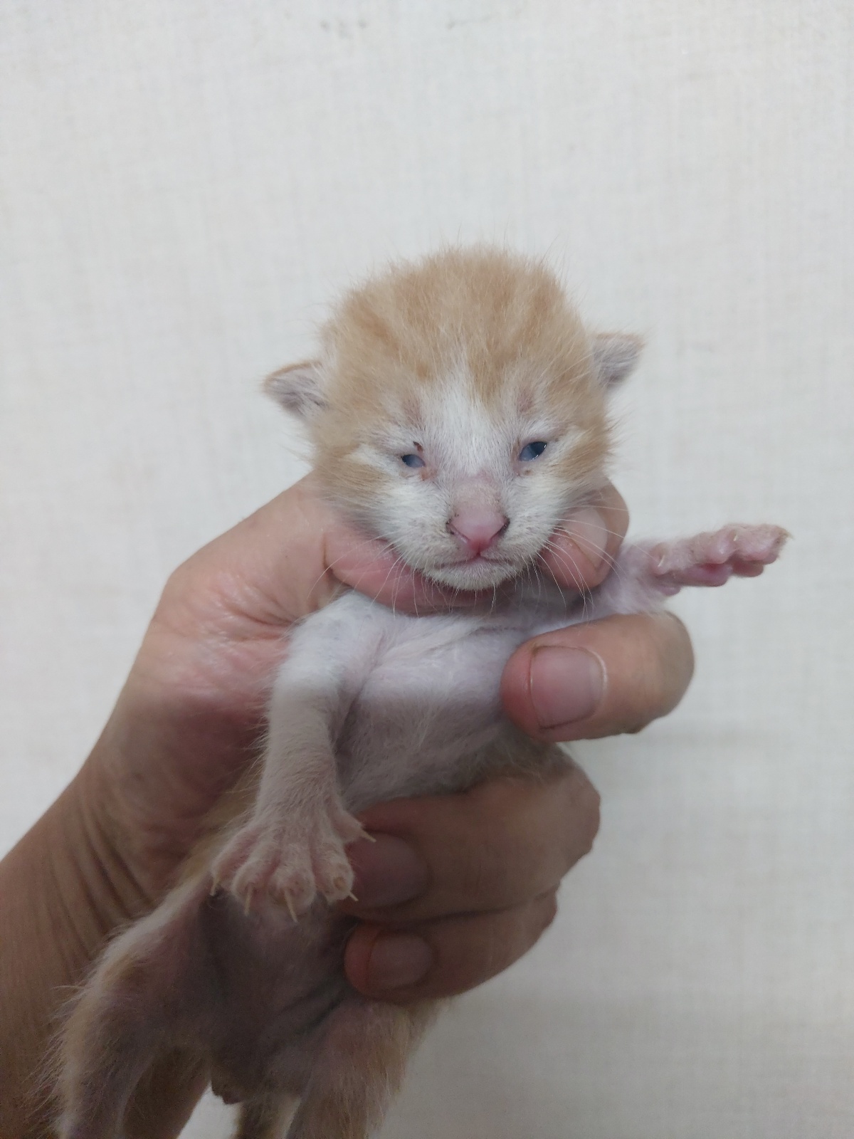 한국 고양이 이미지 파일 입니다.