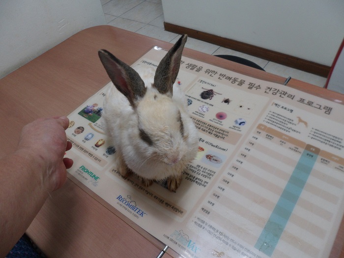 [기타축종] 토끼 이미지 파일 입니다.