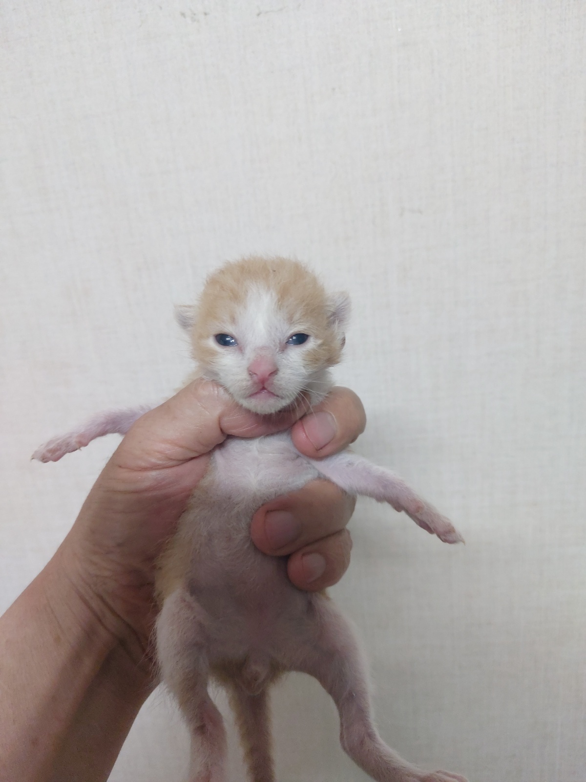 한국 고양이 이미지 파일 입니다.