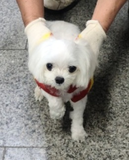 말티즈 이미지 파일 입니다.