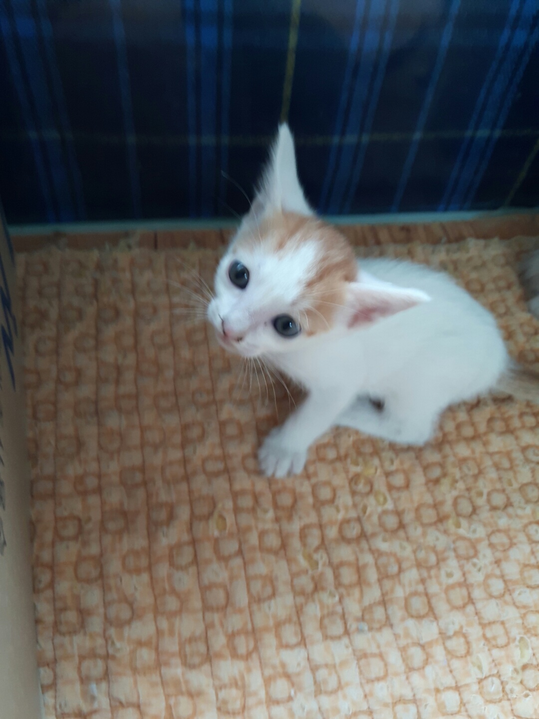 한국 고양이 이미지 파일 입니다.