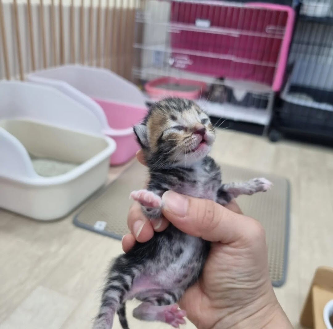 믹스묘 이미지 파일 입니다.
