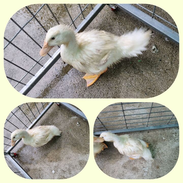 [기타축종] 오리 이미지 파일 입니다.