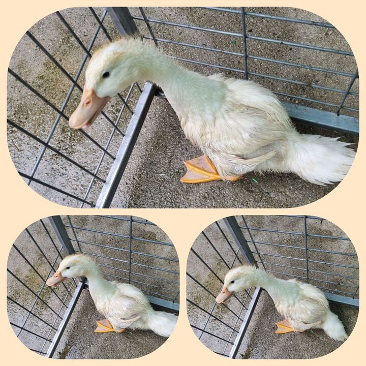 [기타축종] 오리 이미지 파일 입니다.