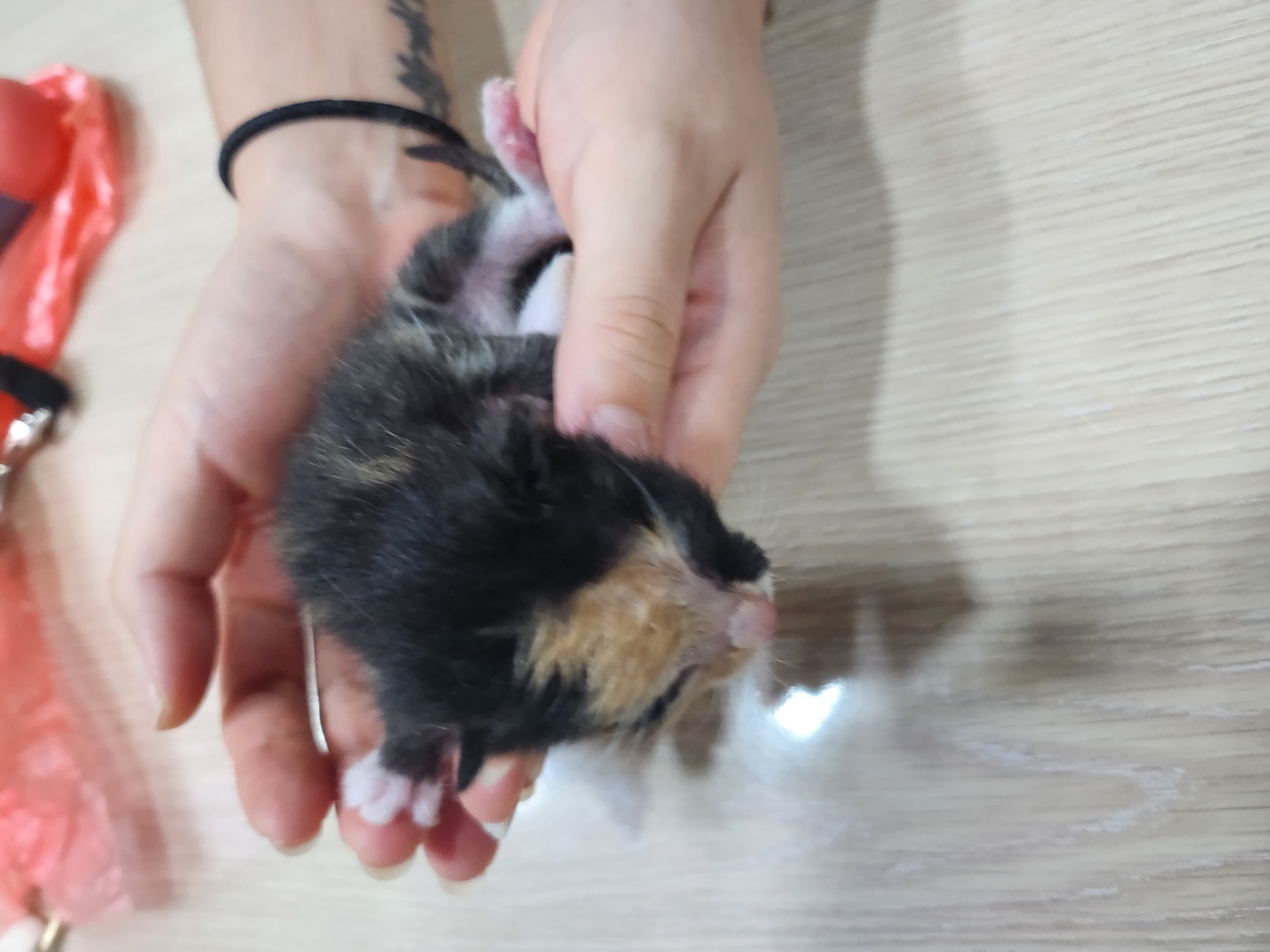 한국 고양이 이미지 파일 입니다.