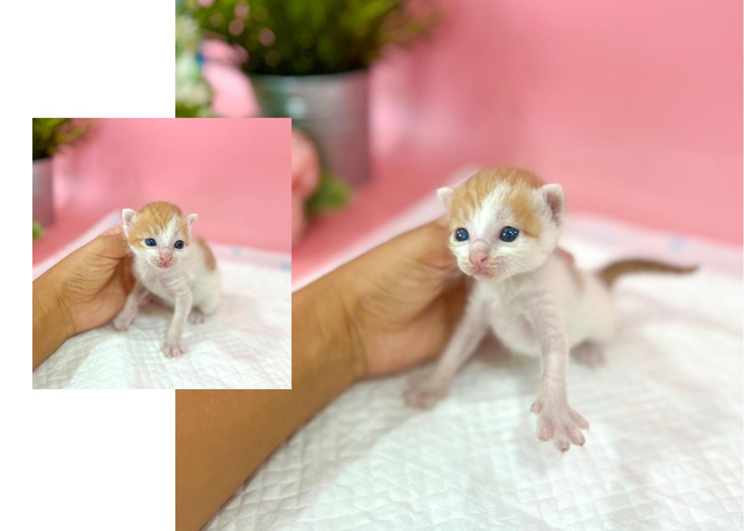 한국 고양이 이미지 파일 입니다.