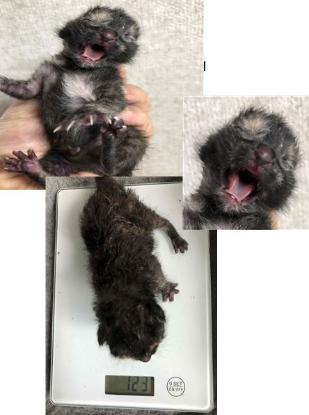 한국 고양이 이미지 파일 입니다.