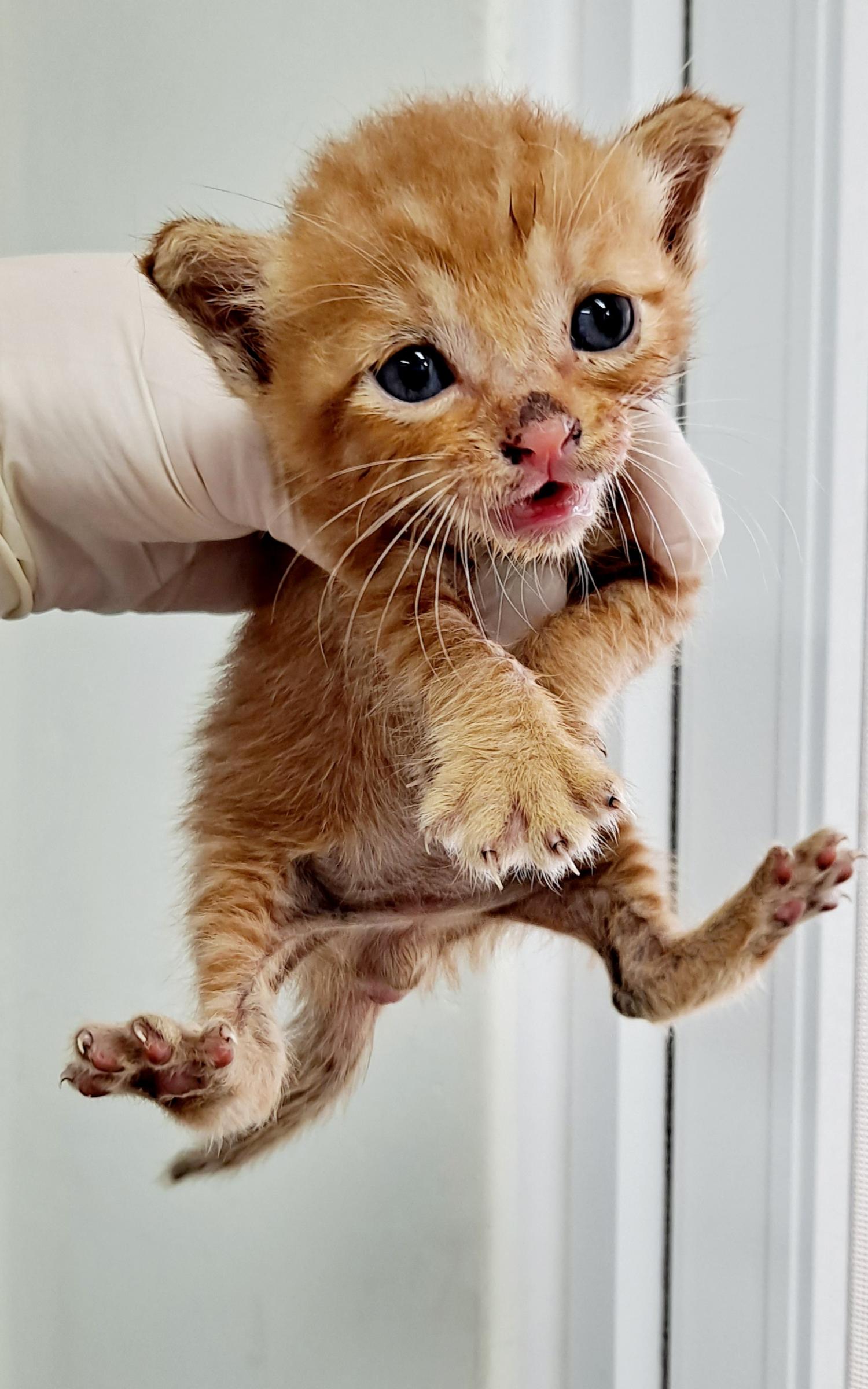 [고양이] 믹스묘