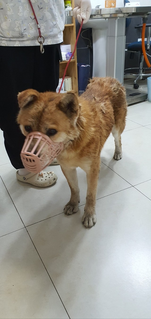 믹스견 이미지 파일 입니다.