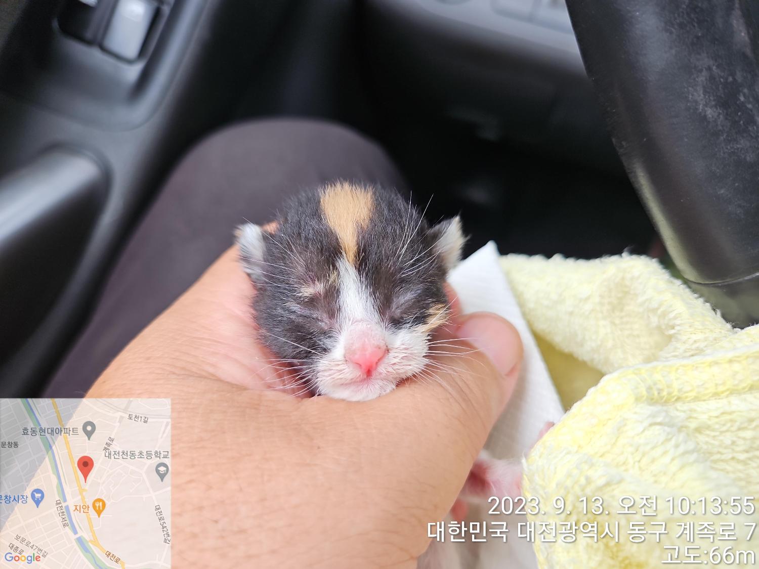 한국 고양이 이미지 파일 입니다.