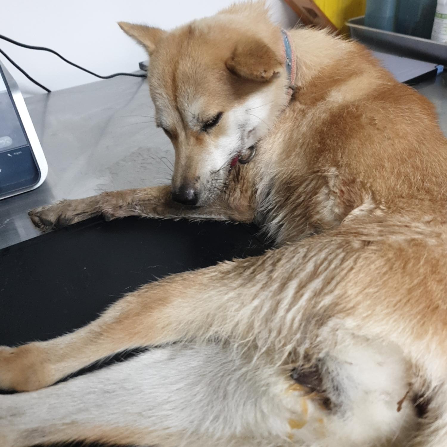 믹스견 이미지 파일 입니다.