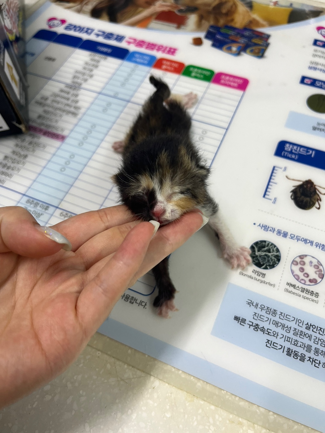 한국 고양이 이미지 파일 입니다.
