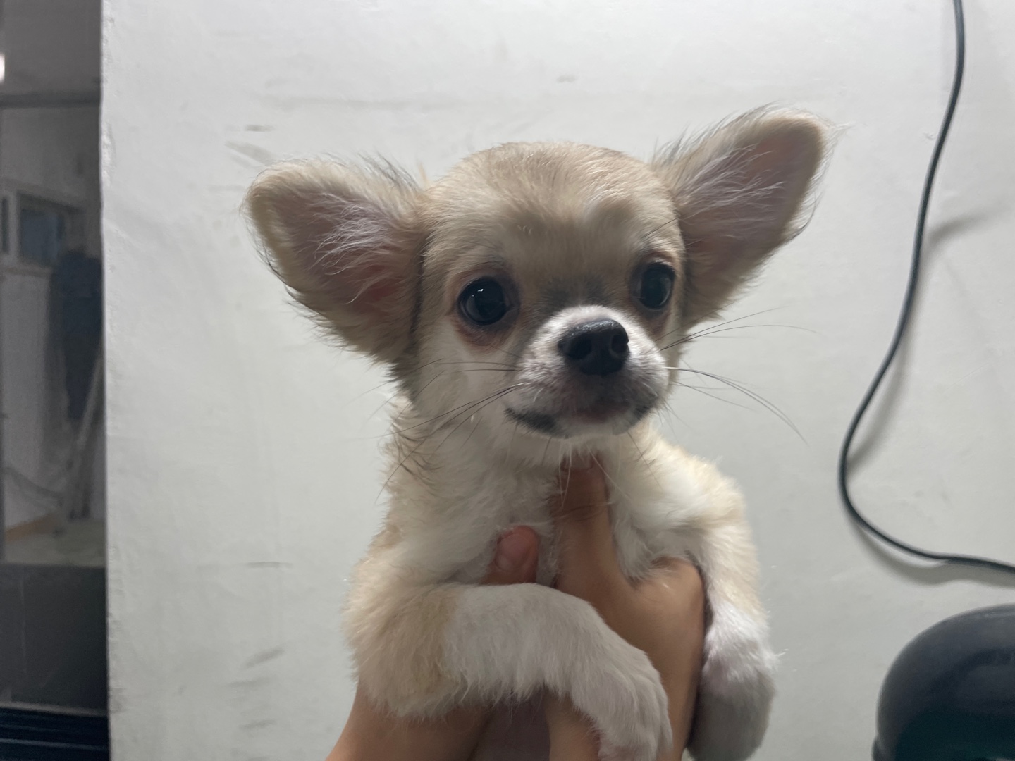 치와와 이미지 파일 입니다.