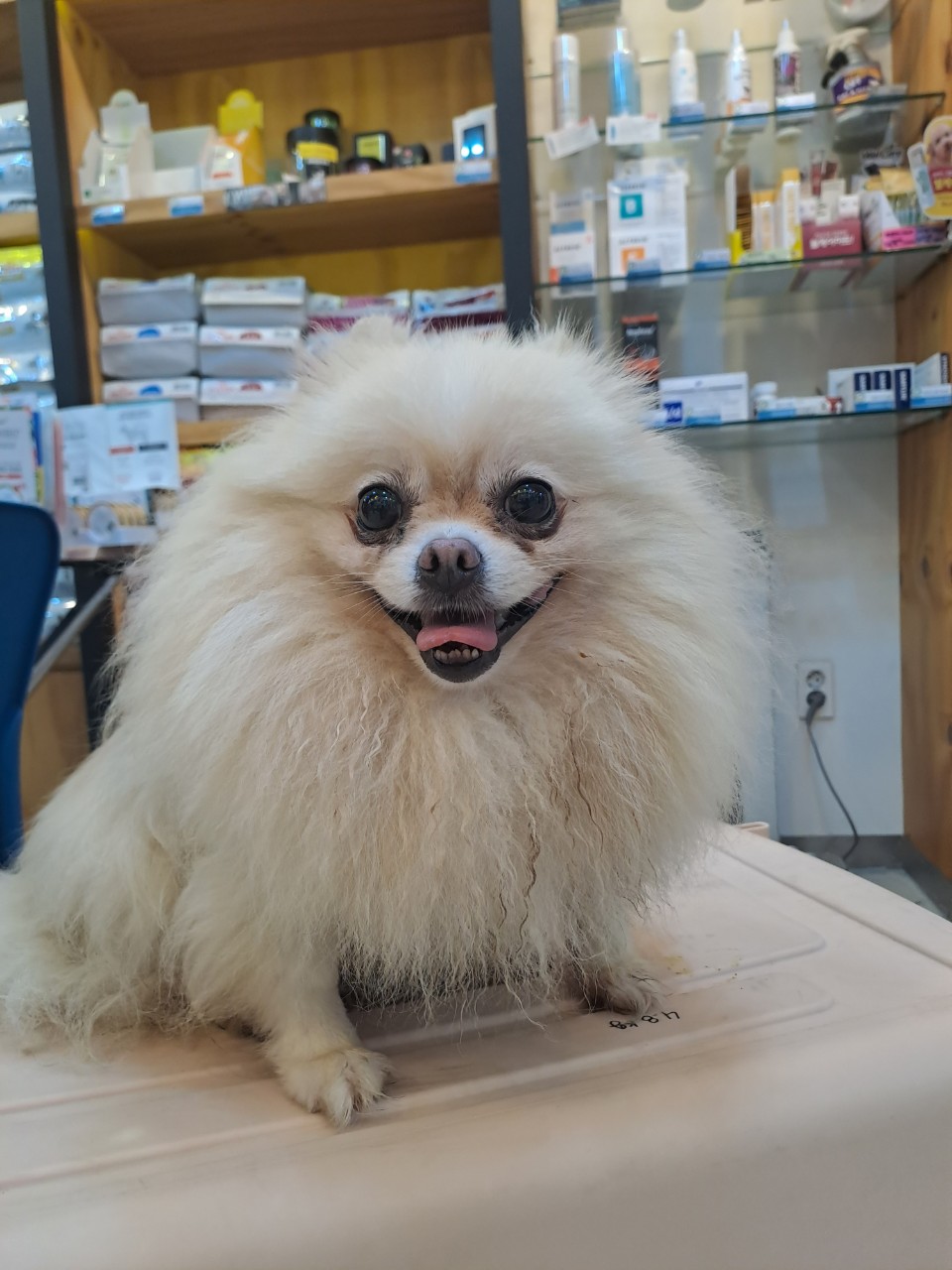 포메라니안 이미지 파일 입니다.