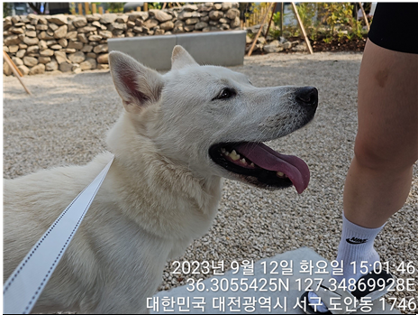 진도견 이미지 파일 입니다.