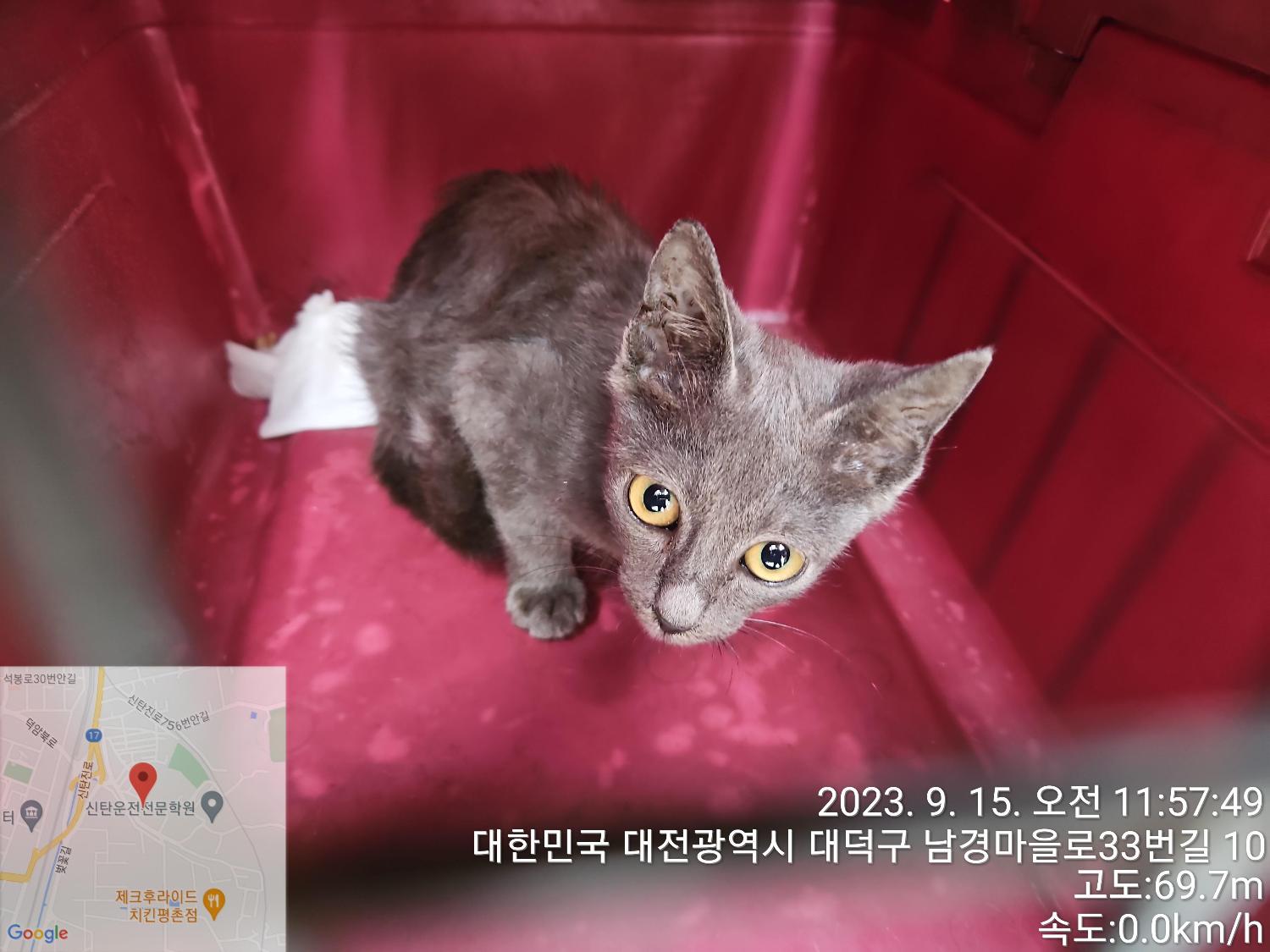 러시안 블루 이미지 파일 입니다.