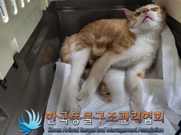 한국 고양이 이미지 파일 입니다.