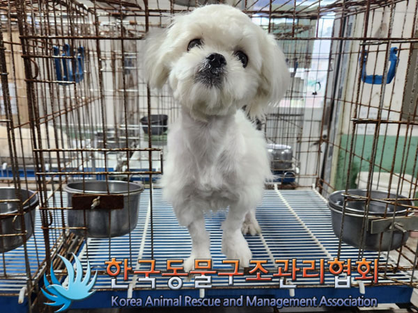 말티즈 이미지 파일 입니다.