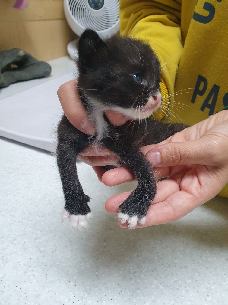 한국 고양이 이미지 파일 입니다.