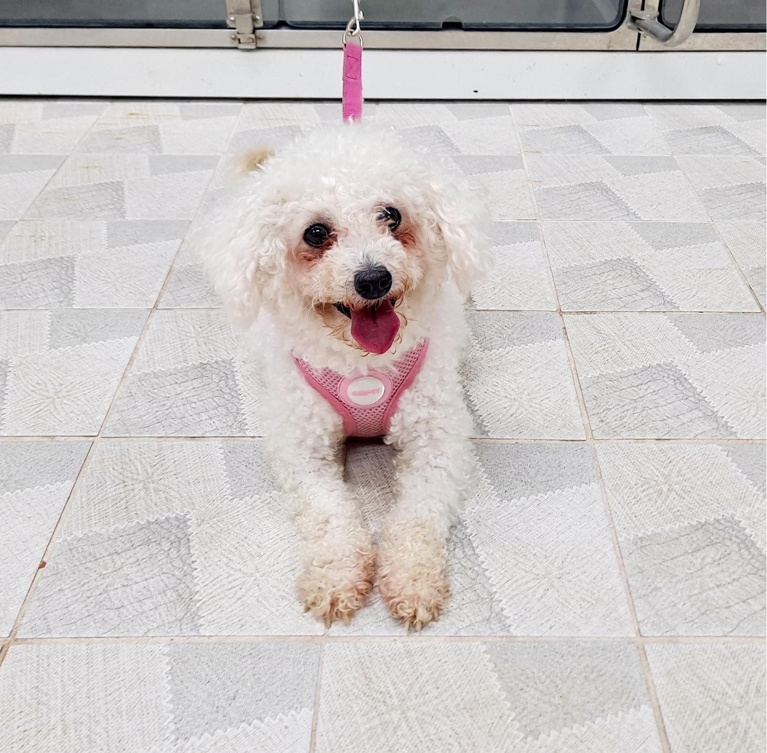푸들 이미지 파일 입니다.