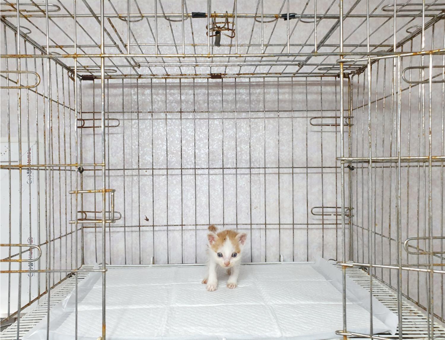 한국 고양이 이미지 파일 입니다.