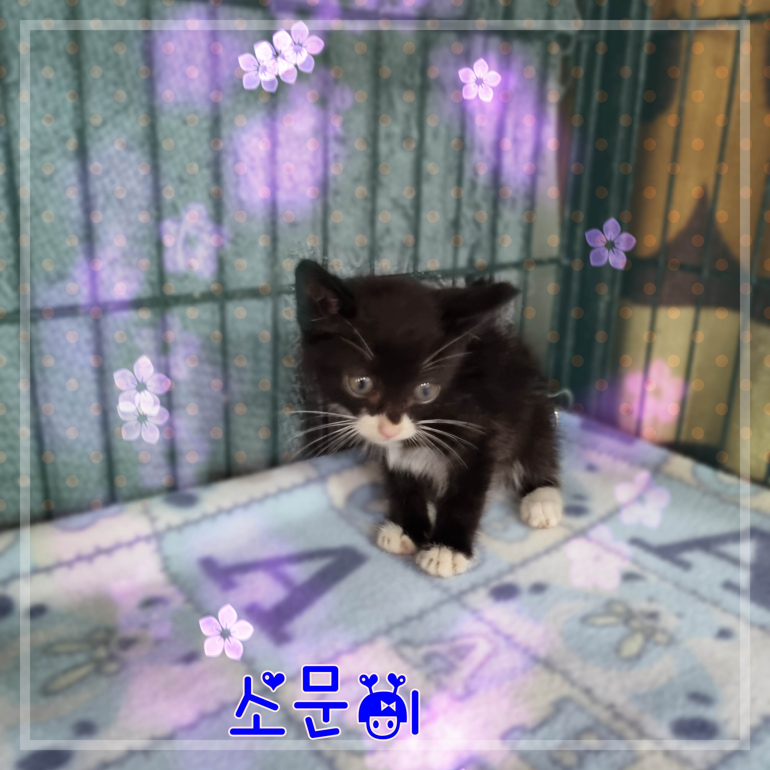 믹스묘 이미지 파일 입니다.