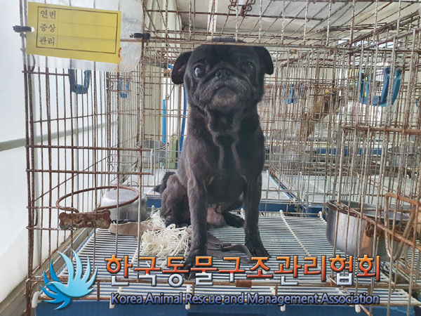 퍼그 이미지 파일 입니다.