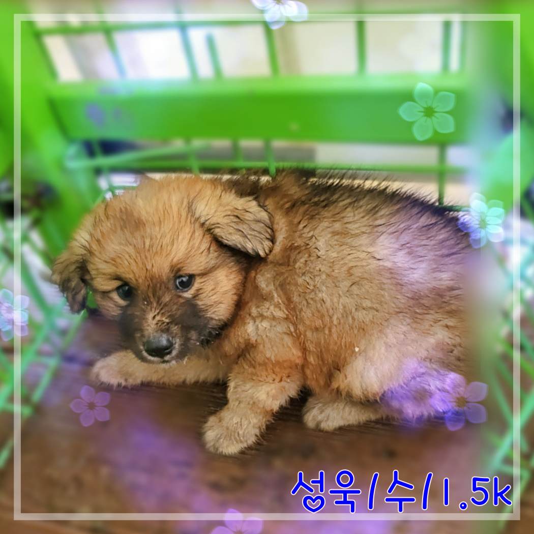 믹스견 이미지 파일 입니다.