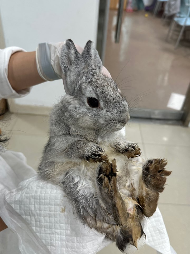 [기타축종] 토끼 이미지 파일 입니다.