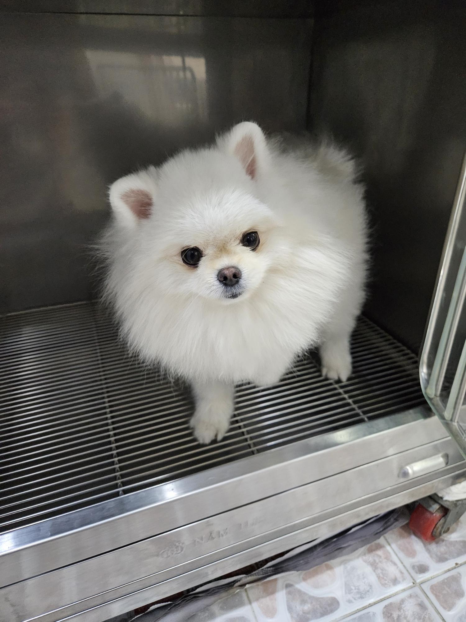 포메라니안 이미지 파일 입니다.