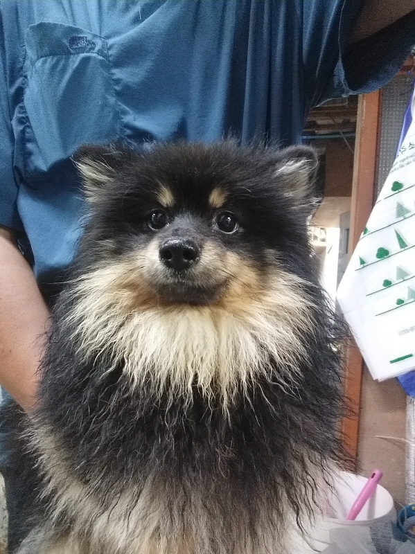 포메라니안 이미지 파일 입니다.