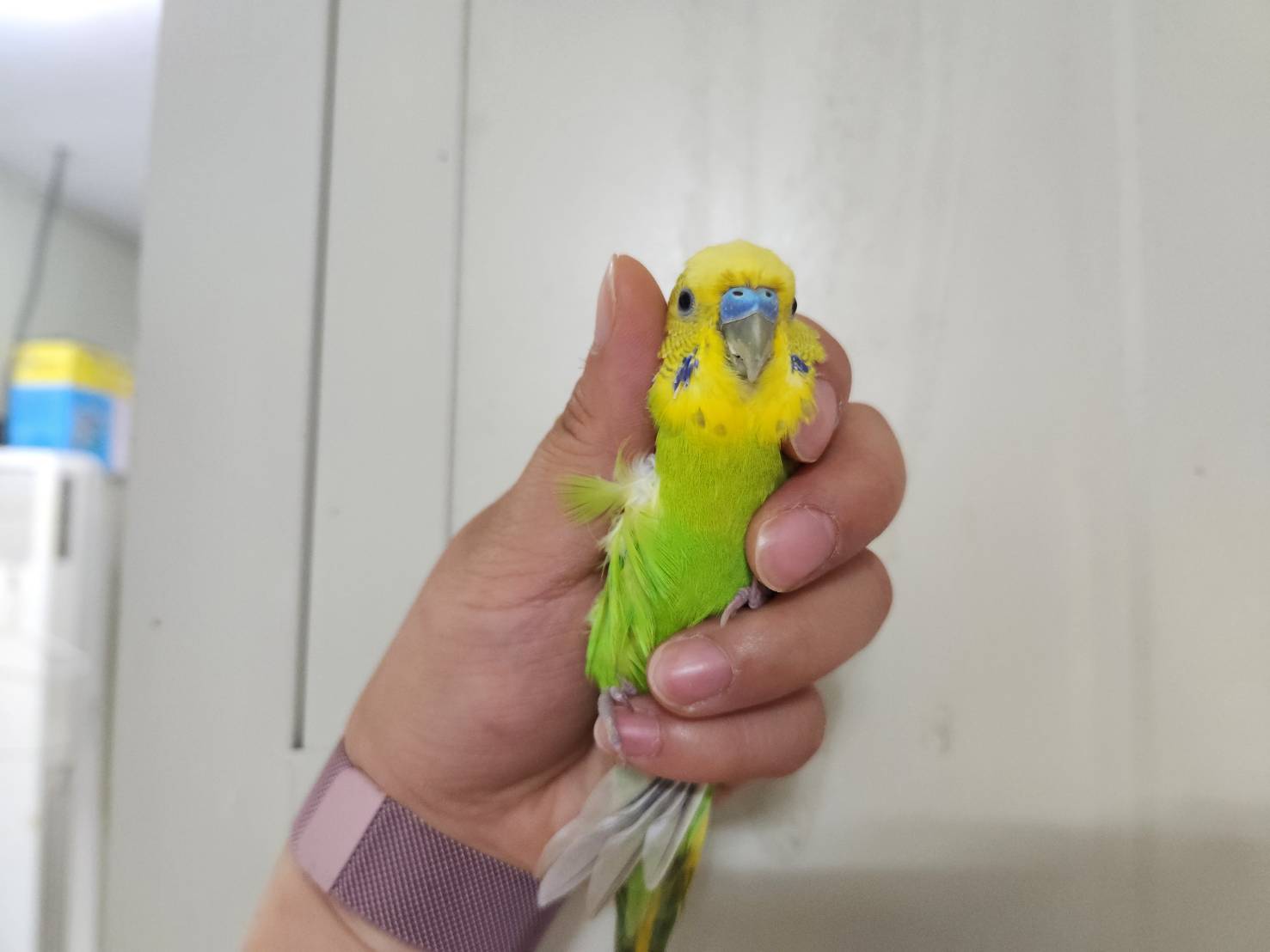 [기타축종] 앵무새 이미지 파일 입니다.