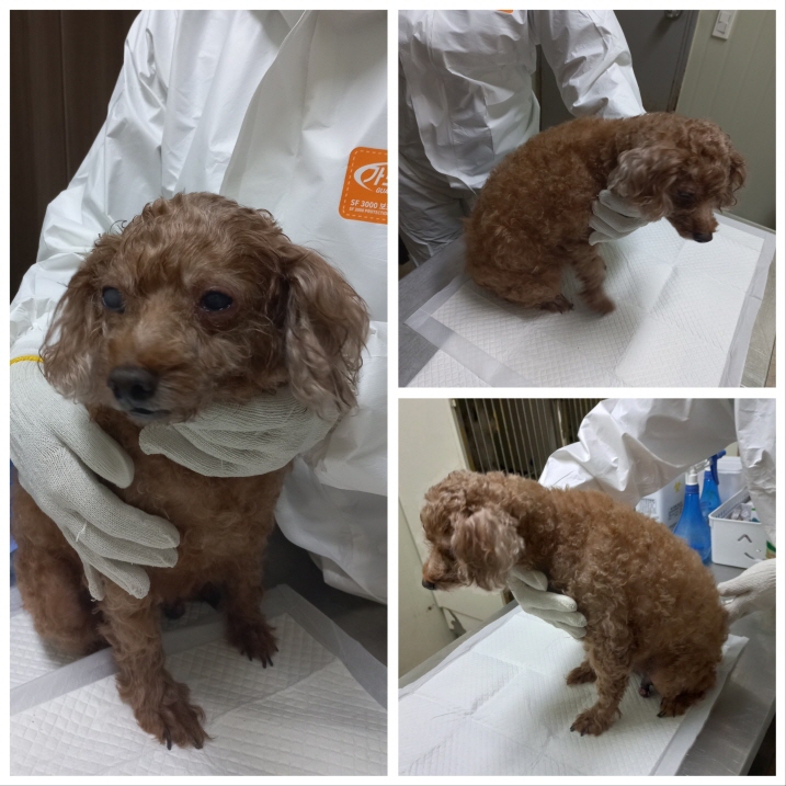 푸들 이미지 파일 입니다.