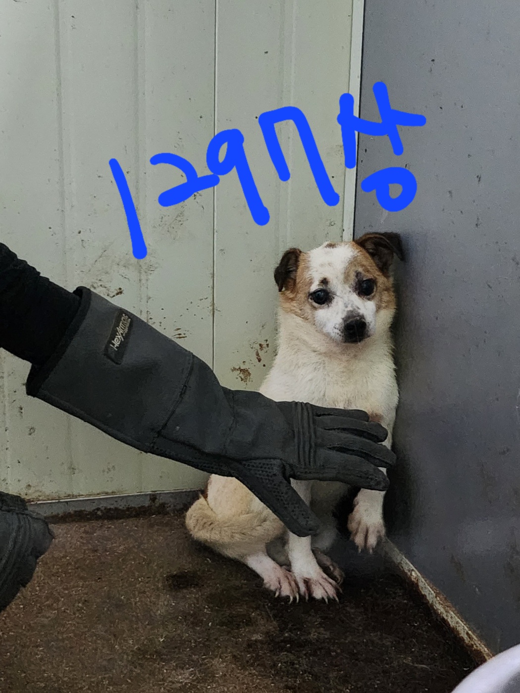 믹스견 이미지 파일 입니다.