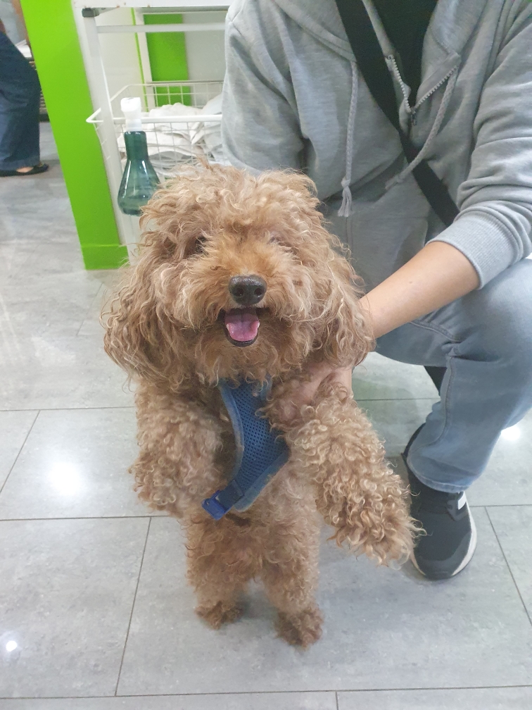 푸들 이미지 파일 입니다.