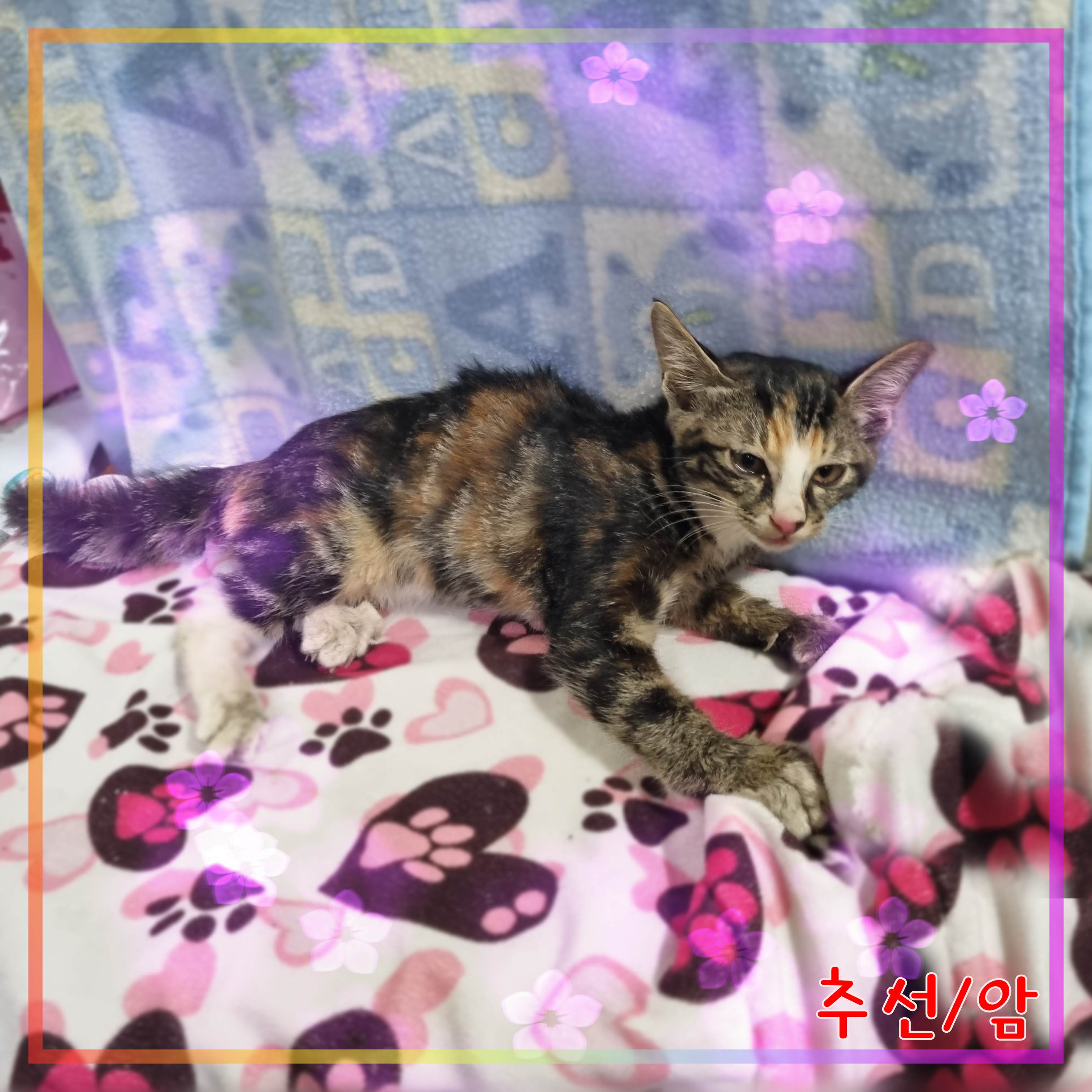 믹스묘 이미지 파일 입니다.