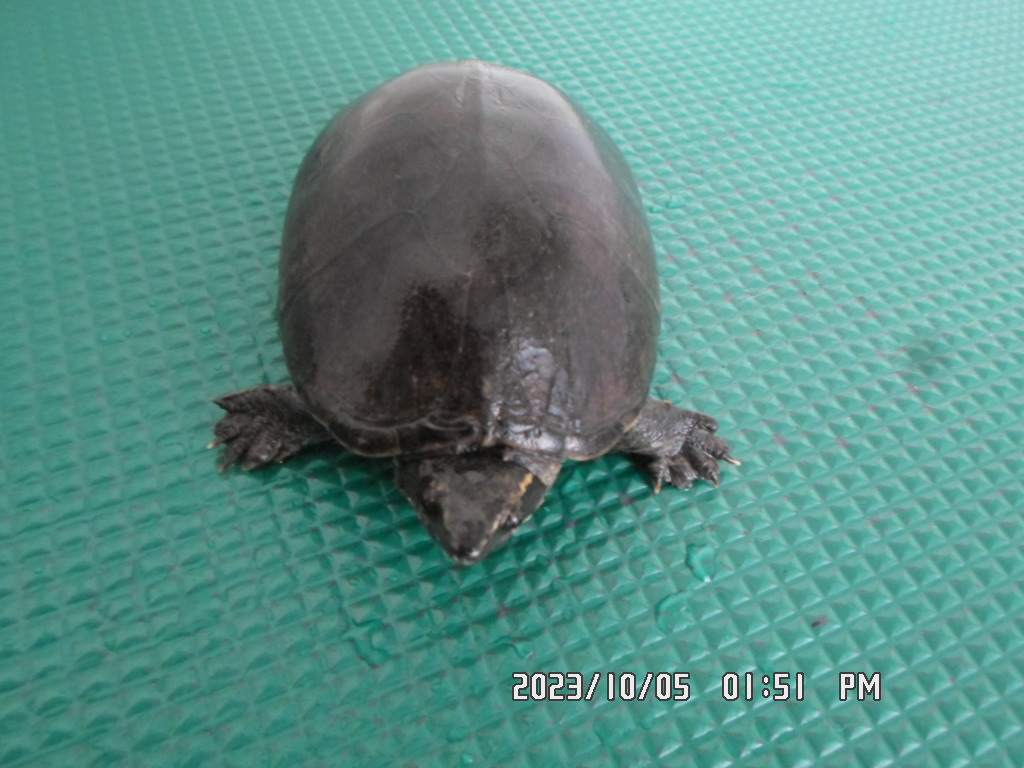 [기타축종] 커먼머스크터틀 이미지 파일 입니다.