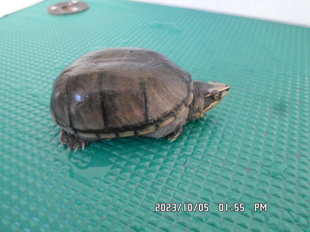 [기타축종] 커먼머스크터틀 이미지 파일 입니다.