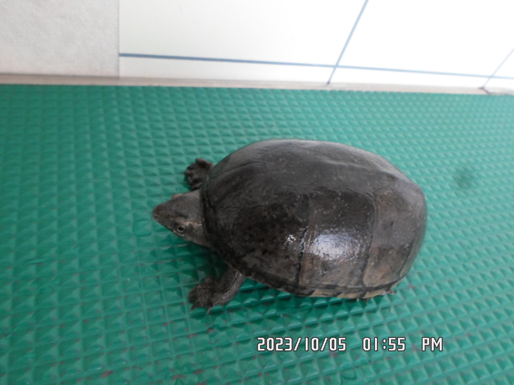 [기타축종] 커먼머스크터틀 이미지 파일 입니다.