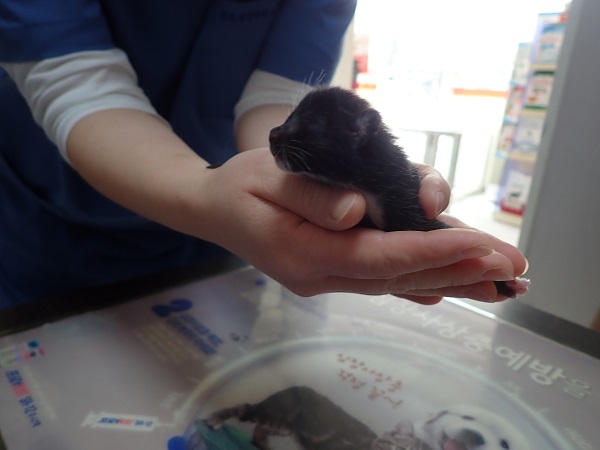 한국 고양이 이미지 파일 입니다.