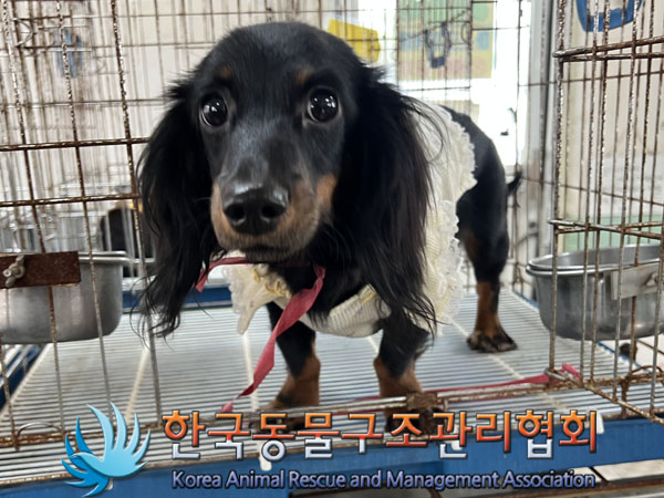 닥스훈트 이미지 파일 입니다.