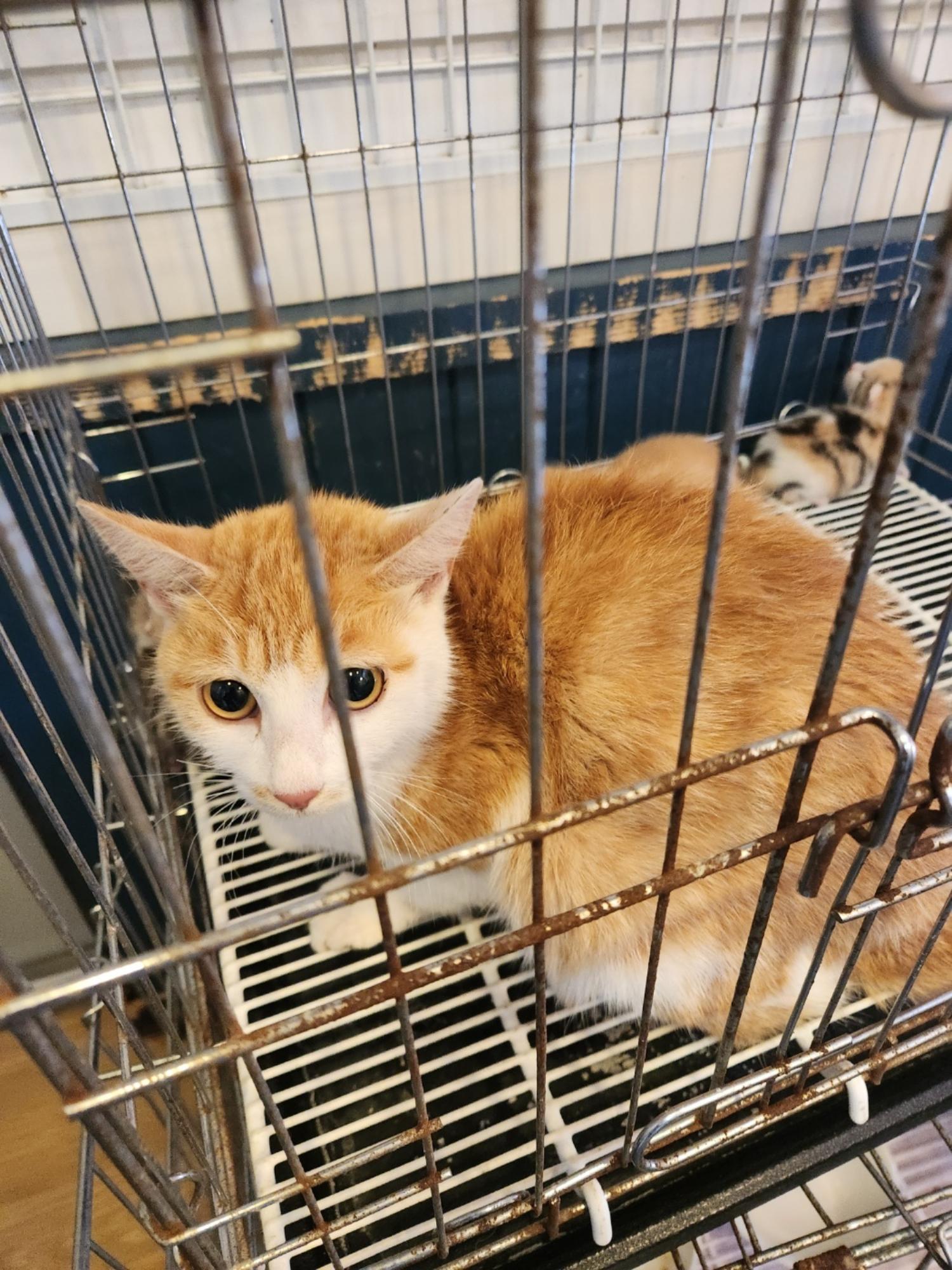 믹스묘 이미지 파일 입니다.