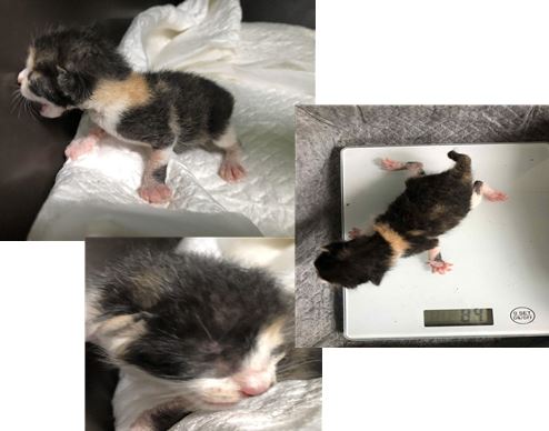 한국 고양이 이미지 파일 입니다.