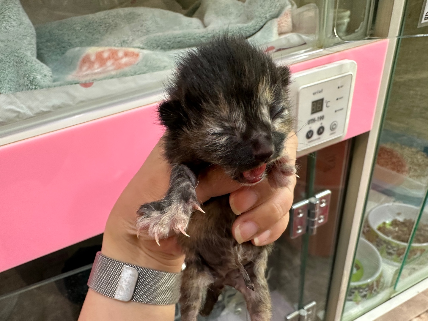 한국 고양이 이미지 파일 입니다.