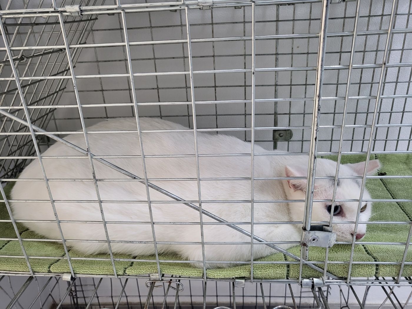 한국 고양이 이미지 파일 입니다.