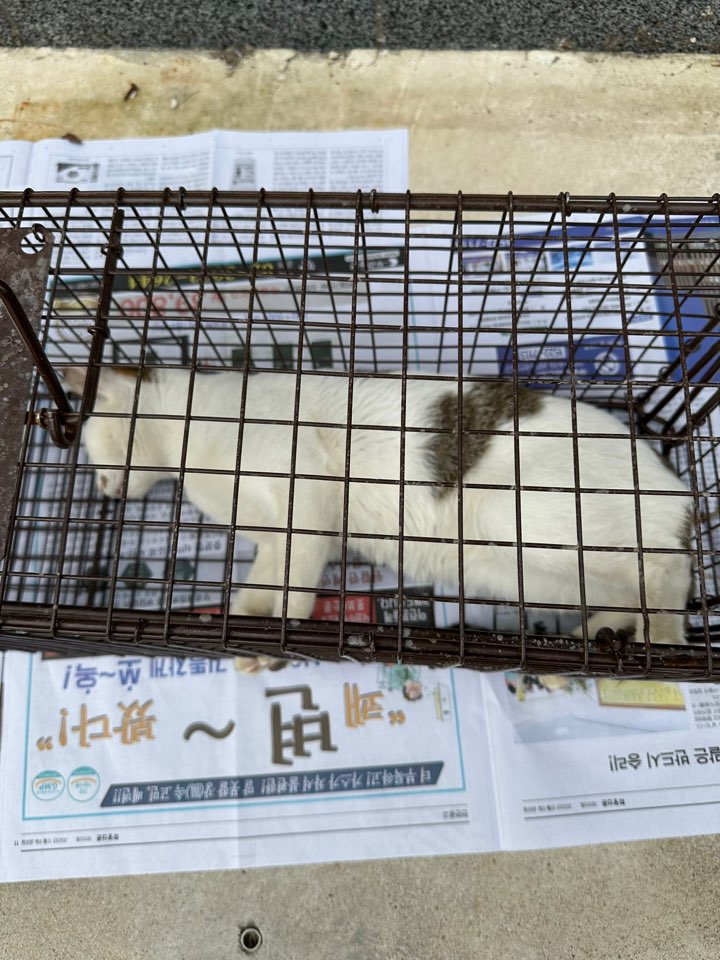 한국 고양이 이미지 파일 입니다.