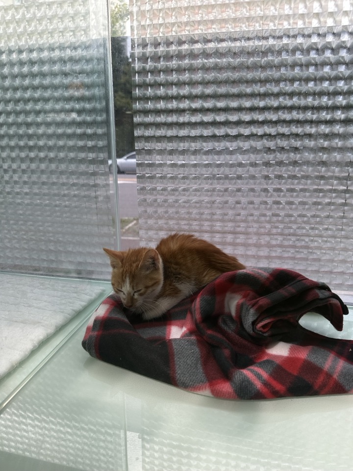 한국 고양이 이미지 파일 입니다.