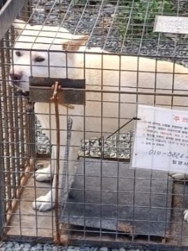 믹스견 이미지 파일 입니다.