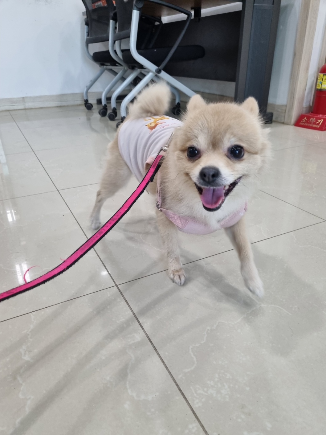 포메라니안 이미지 파일 입니다.