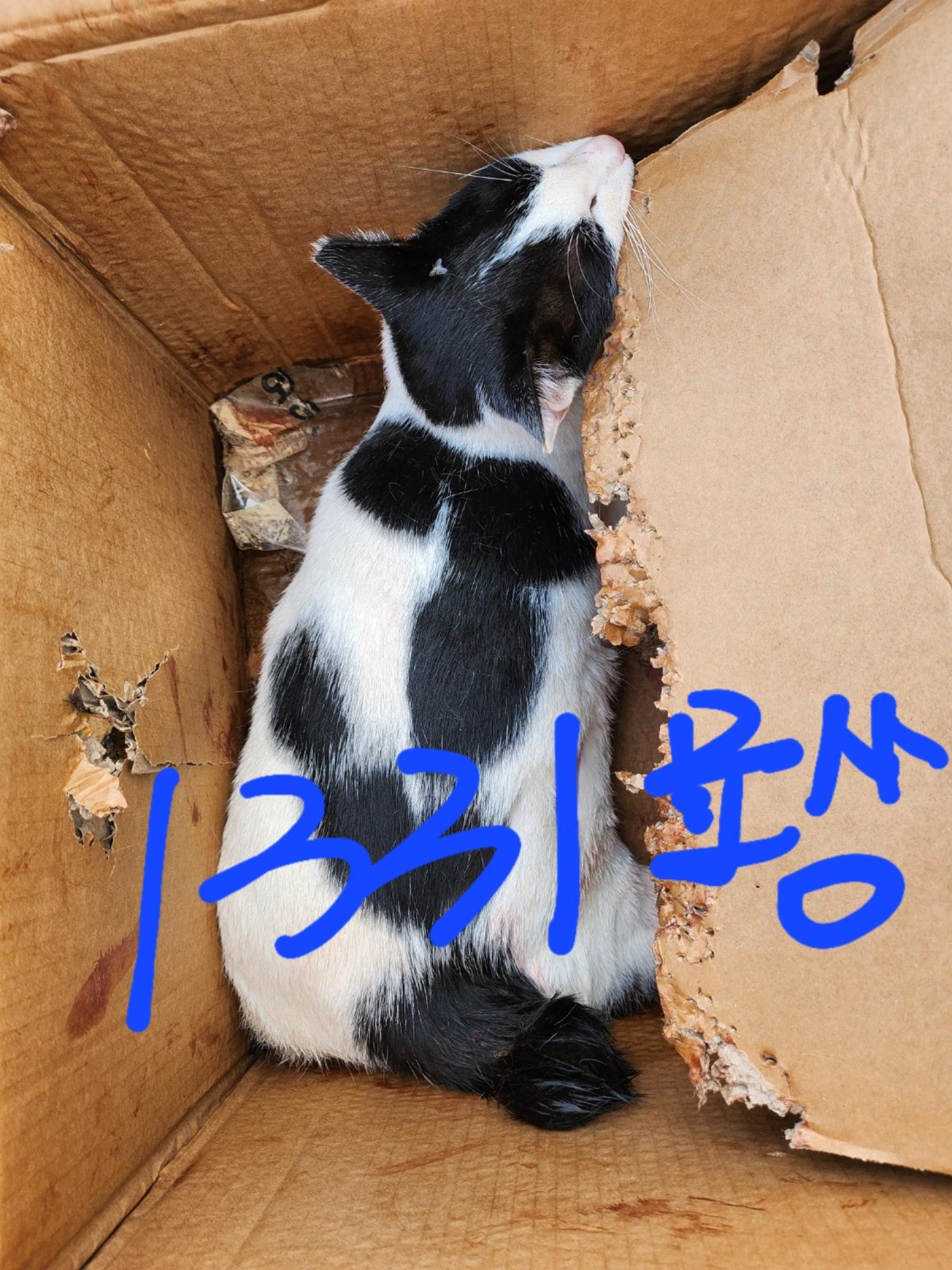 한국 고양이 이미지 파일 입니다.